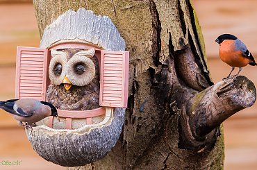 Cudowne ptaki-Gile #ptaki #ogrody #zima #gile