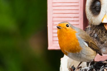 Rudzik:,- #rudzik #ptaki #ogrody #zima #alicjaszrednicka #NRW